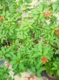 Close-up of plants