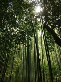 Low angle view of bamboo trees in forest