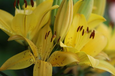 Close-up of orange flower