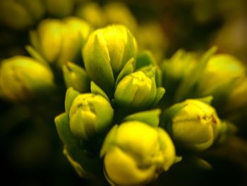 Close-up of flower against blurred background