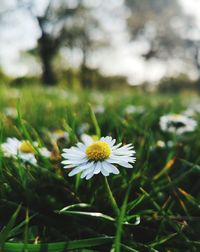 Close-up of white daisy flower on field