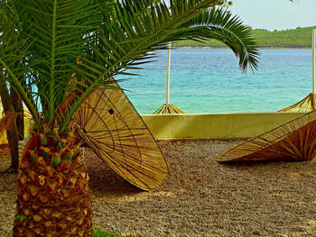 Palm trees by sea against sky