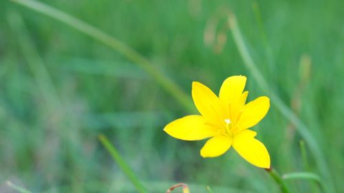 Close-up of yellow flower blooming outdoors