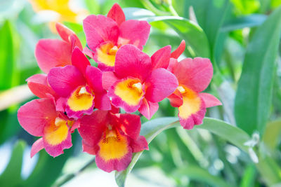 Close-up of pink flowering plant