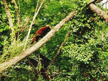 Bird perching on a tree