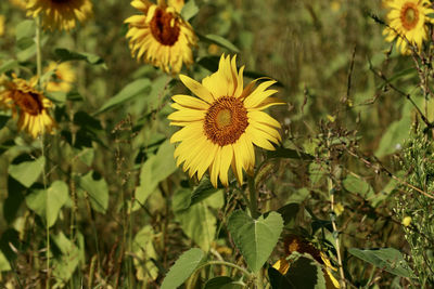 Close-up of yellow flowering plant