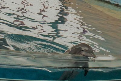 Close-up of swimming in lake