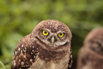 Adult burrowing owl athene cunicularia perched outside its burrow on marco island, florida