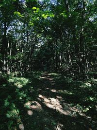 Trees in forest