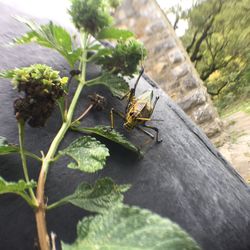 Close-up of insect on plant