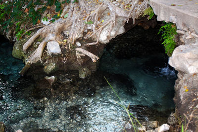 High angle view of turtle in sea