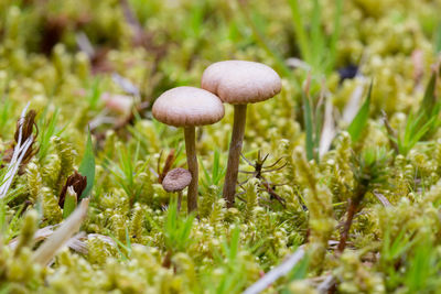 Close-up of mushroom growing on field