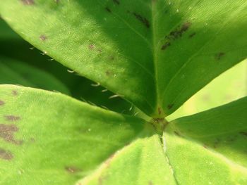 Close-up of green leaves