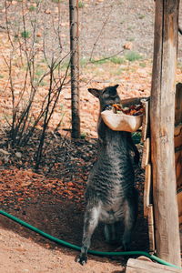 Cat in a forest