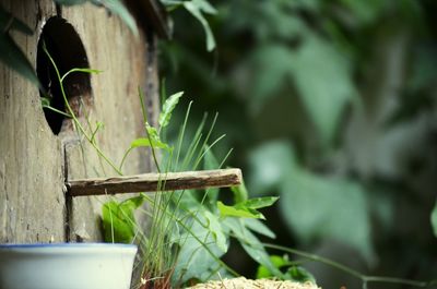 Close-up of potted plant