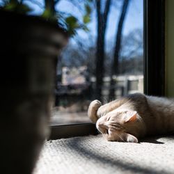 Close-up of cat sleeping