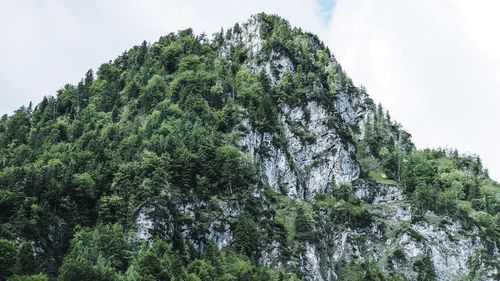 Low angle view of trees in forest against sky