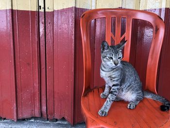 Portrait of cat sitting on wood