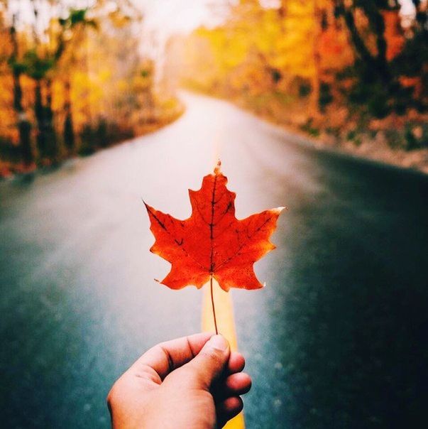 autumn, change, plant part, leaf, one person, holding, maple leaf, nature, human hand, tree, hand, human body part, unrecognizable person, focus on foreground, orange color, dry, real people, day, plant, body part, outdoors, maple tree, finger, autumn collection, natural condition, leaves, fall