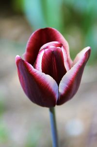 Close-up of flower against blurred background