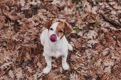 High angle portrait of a dog on field during autumn