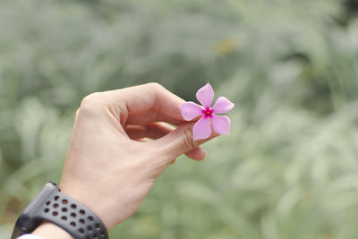 Close-up of hand holding pink rose flower