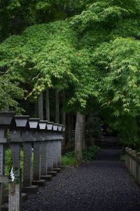 View of trees