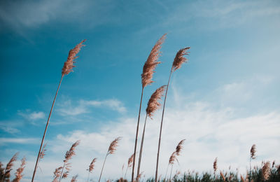 Low angle view of stalks against sky