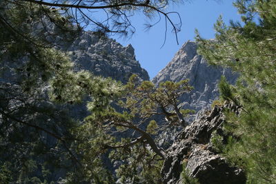 Low angle view of trees against sky