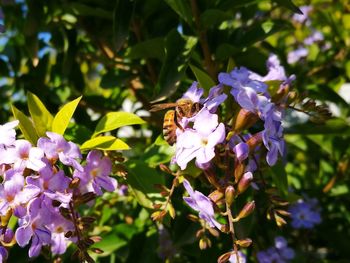 Bee pollinating on purple flowering plant