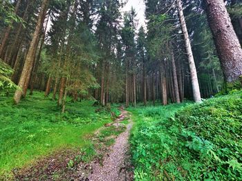 View of trees in forest