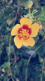 Close-up of flower blooming outdoors