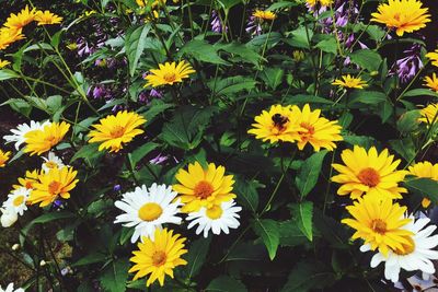 High angle view of yellow flowering plants