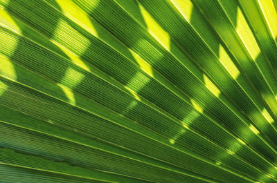 Full frame shot of palm leaves