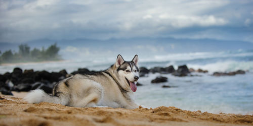 Dog panting while sitting at beach