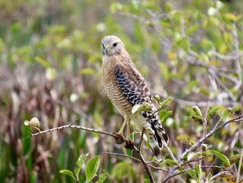 Closeup of a red shouldered hawk