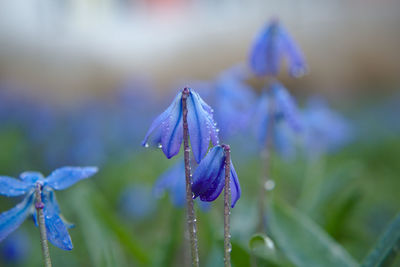 Close-up of purple flower