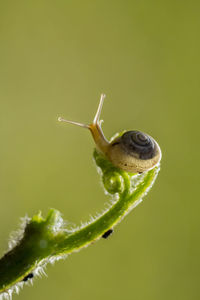 Close-up of snail on leaf