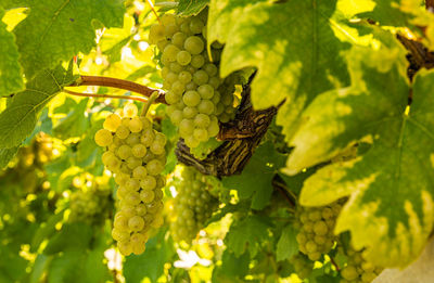 Close-up of fruits growing in vineyard