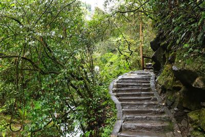 Staircase amidst trees in forest