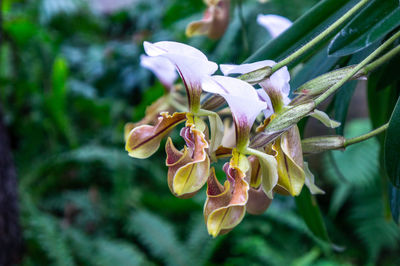 Close-up of pink flowering plant