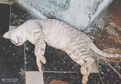 High angle view of cat sleeping on tiled floor