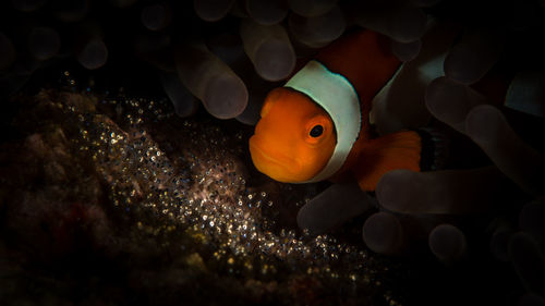 An anemonefish caring for the soon-to-hatch young fish whose eyes are already visible. 