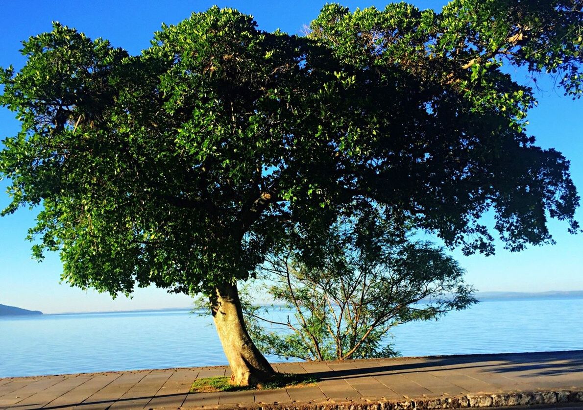 tree, nature, sea, water, beauty in nature, scenics, tranquility, idyllic, beach, outdoors, growth, day, no people, branch, sky, horizon over water