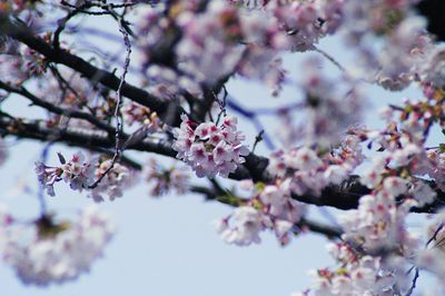 Low angle view of pink flowers on tree