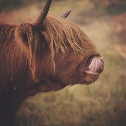 Close-up of cow