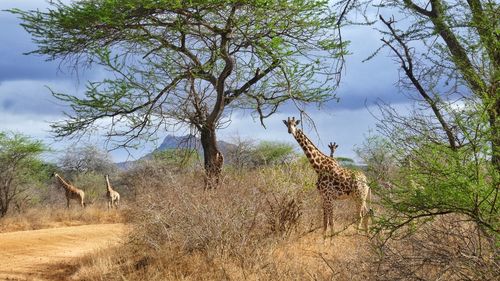 Giraffes on landscape against sky