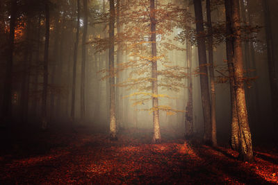 Trees in forest during autumn