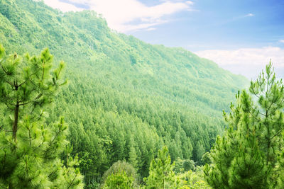 Scenic view of forest against sky