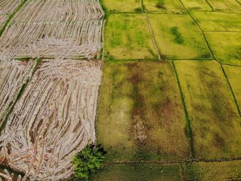 Scenic view of agricultural field